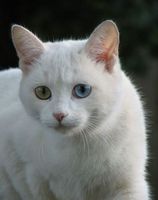 Ванская кошка. Озеро Ван. Турецкая кошка. Глаза разного цвета